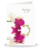 Orchidee paars & wit met spiegeling in water
