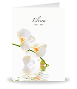 Witte Orchidee