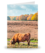 Wilde runderen op de Gooise heide