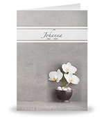 Witte orchidee in zwarte pot