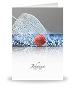 Physalis, lampionplant 1