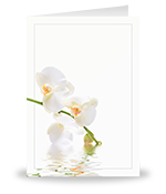 Witte Orchidee met grijs kader