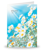 Margrieten in het veld