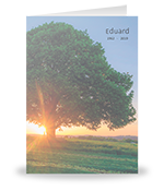 Boom met zonnestraal