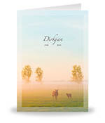 Schapen in mistig weiland