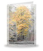 Boom in bos, kleur & grijs