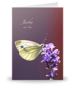 Witte vlinder op paarse lavendel