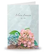 Blauwe en roze Hortensia op steen