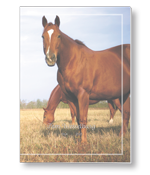 Rouwkaart met paarden op de hei